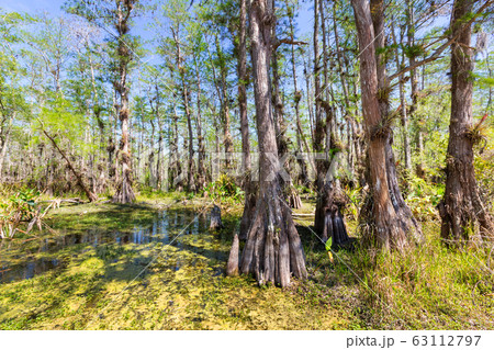 Forest in Florida Forest in Florida 63112797