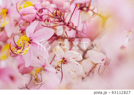 Blossoming cassia 63112827