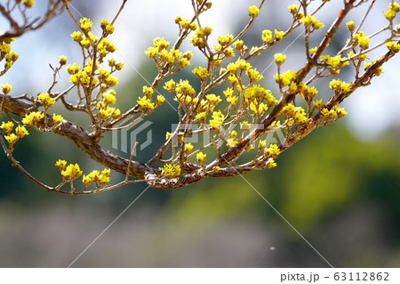 サンシュウ サンシュウ 63112862