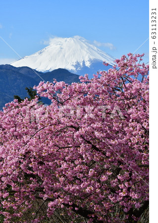 河津桜と富士山 河津桜と富士山 63113231