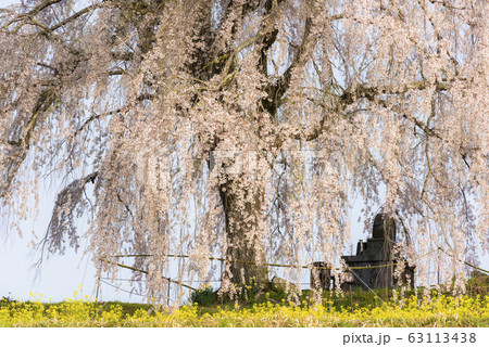 竹田市の墓守桜 竹田市の墓守桜 63113438