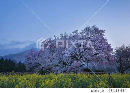 一心行の大桜 一心行の大桜 63113454