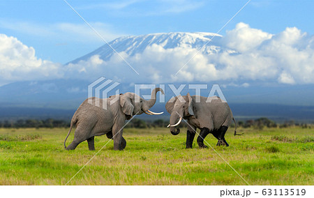 Elephant with a snow covered Mount Kilimanjaro in Elephant with a snow covered Mount Kilimanjaro in 63113519