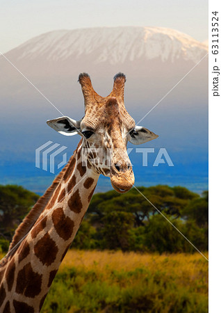 Giraffe in front of Kilimanjaro mountain, Amboseli Giraffe in front of Kilimanjaro mountain, Amboseli 63113524