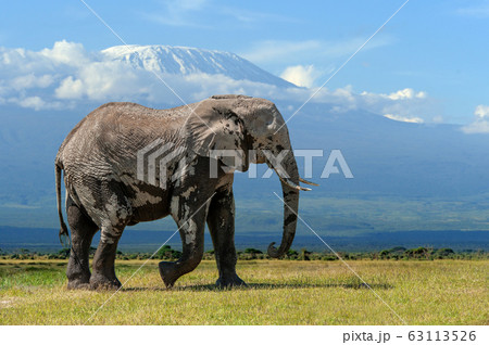 Elephant with a snow covered Mount Kilimanjaro in Elephant with a snow covered Mount Kilimanjaro in 63113526