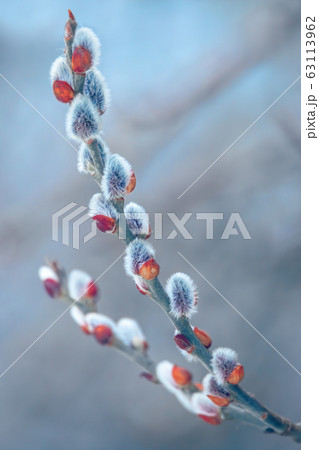 pussy-willow holiday, background pussy-willow holiday, background 63113962