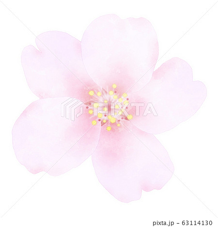 桜の花 水彩風イラスト素材のイラスト素材