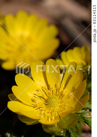 春を告げるフクジュソウのクローズアップ撮影 63114315
