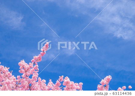 日本の風景「河津桜」 日本の風景「河津桜」 63114436