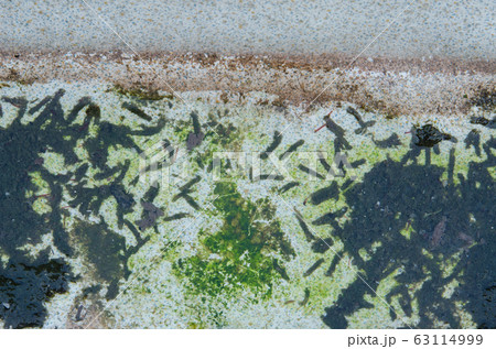 Close-up of the sewer with moss. 63114999