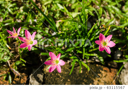 Top view of the Pink Zephyranthes Carinata flowers Top view of the Pink Zephyranthes Carinata flowers 63115567