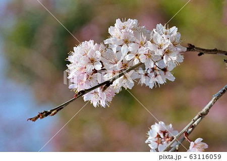 台湾 桜 さくら 63116059