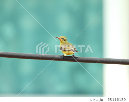Baby Bird in my garden Baby Bird in my garden 63116120