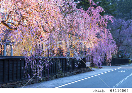 角館の武家屋敷通りの桜のライトアップ。 63116665