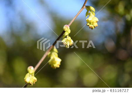 トサミズキの花 63116727