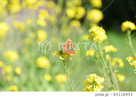 キタテハと菜の花 63116954