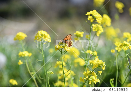 キタテハと菜の花 キタテハと菜の花 63116956
