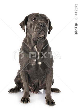 6,797 Cane Corso Stock Photos - Free & Royalty-Free Stock Photos