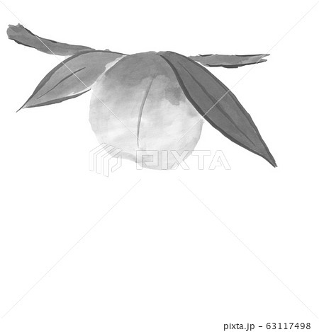 枝と葉付き桃 墨の手描きイラスト のイラスト素材