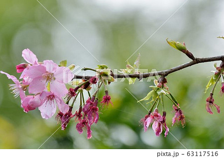 台湾 桜 さくら 63117516