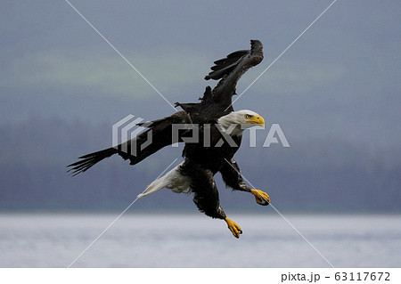 ハクトウワシ 63117672