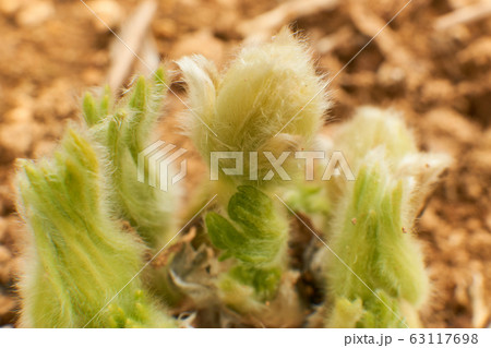 花 オキナグサ 植物 63117698
