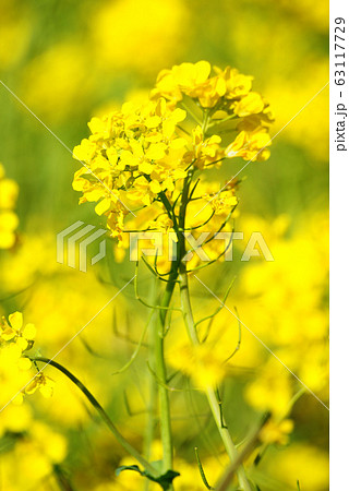 菜の花 菜の花 63117729