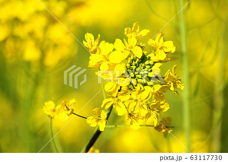 菜の花 菜の花 63117730
