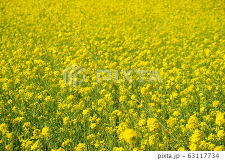 菜の花 菜の花 63117734
