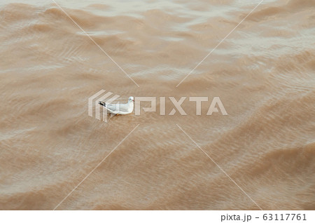 Seagull bird floating on sea surface at Bang Pu, Thailand 63117761