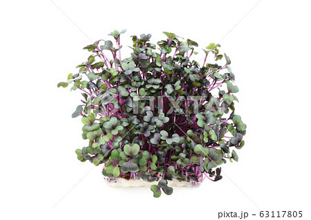 レッドキャベツ レッドキャベツ 63117805