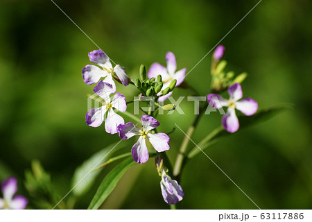 ハマダイコン 63117886