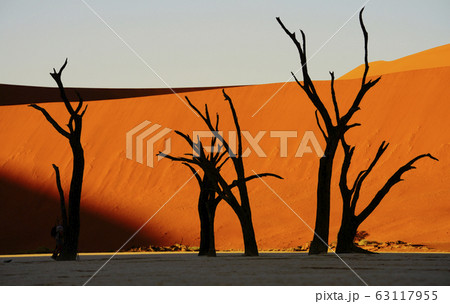 ナミブ砂漠 63117955