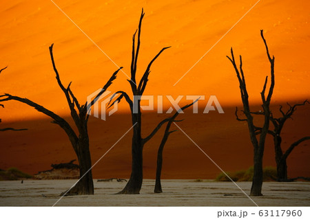 ナミブ砂漠 63117960