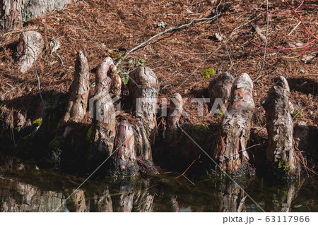 湿地に生えるラクウショウ 　　バンク－バ－　ブリティッシュコロンビア　カナダ 63117966