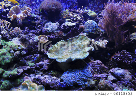 Beautiful colorful marine life 63118352