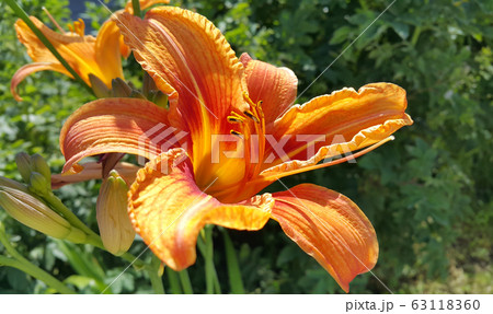 Beautiful bright orange day-lily on a sunny summer Beautiful bright orange day-lily on a sunny summer 63118360