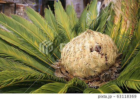 Female cone and foliage of cycas revoluta Female cone and foliage of cycas revoluta 63118369