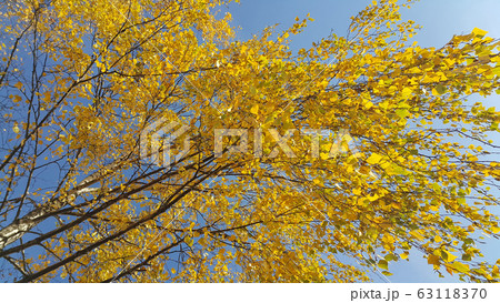 Branches of autumn birch tree with bright yellow Branches of autumn birch tree with bright yellow 63118370