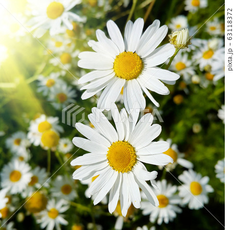 Close up of beautiful daisies lit by sunlight Close up of beautiful daisies lit by sunlight 63118372