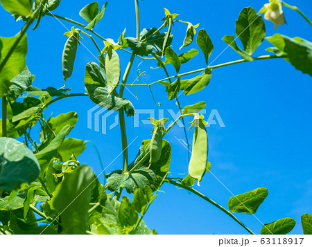 さやえんどう さやえんどう 63118917