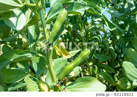 ソラマメ 63118922