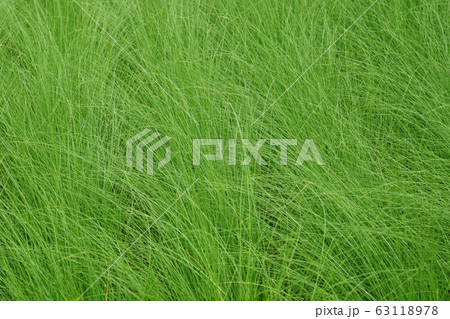 Long stem green grass background, Natural green leaves texture. Long stem green grass background, Natural green leaves texture. 63118978