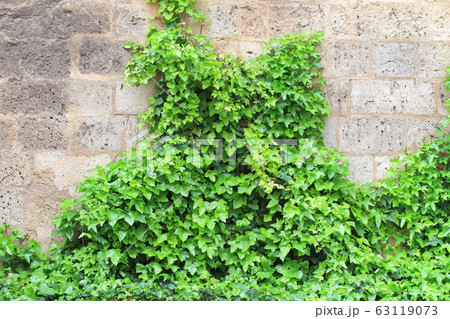 ivy over stone wall 63119073