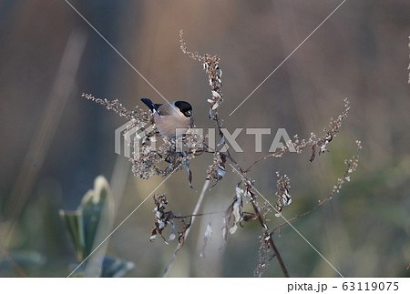 ウソのメス ウソのメス 63119075