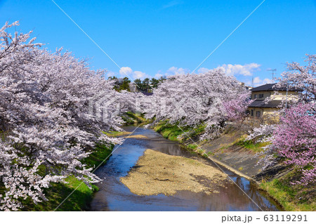 桜景 藤田川 桜景 藤田川 63119291