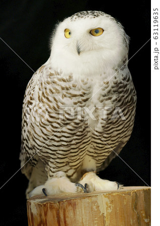 シロフクロウ シロフクロウ 63119635