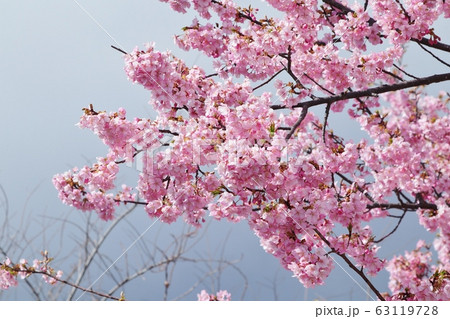 満開の河津さくら：桜並木：保谷川 63119728