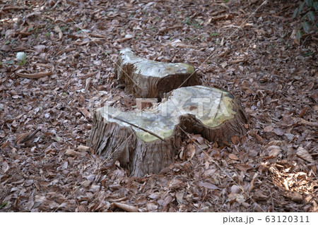 切り株　日陰 63120311