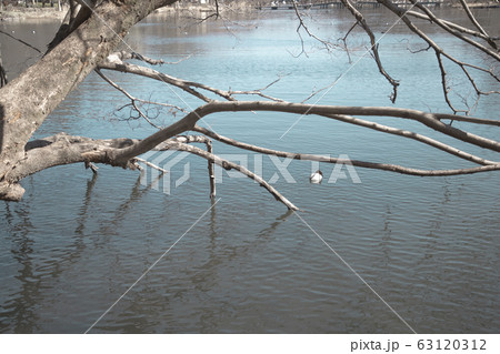 井の頭公園　水鳥 63120312